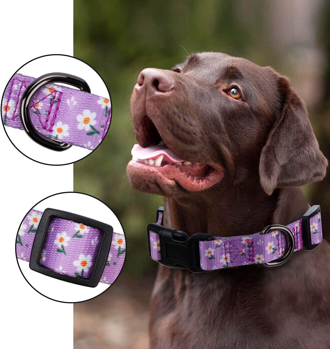 Floral Daisy Dog Collar for Small Dogs in Purple