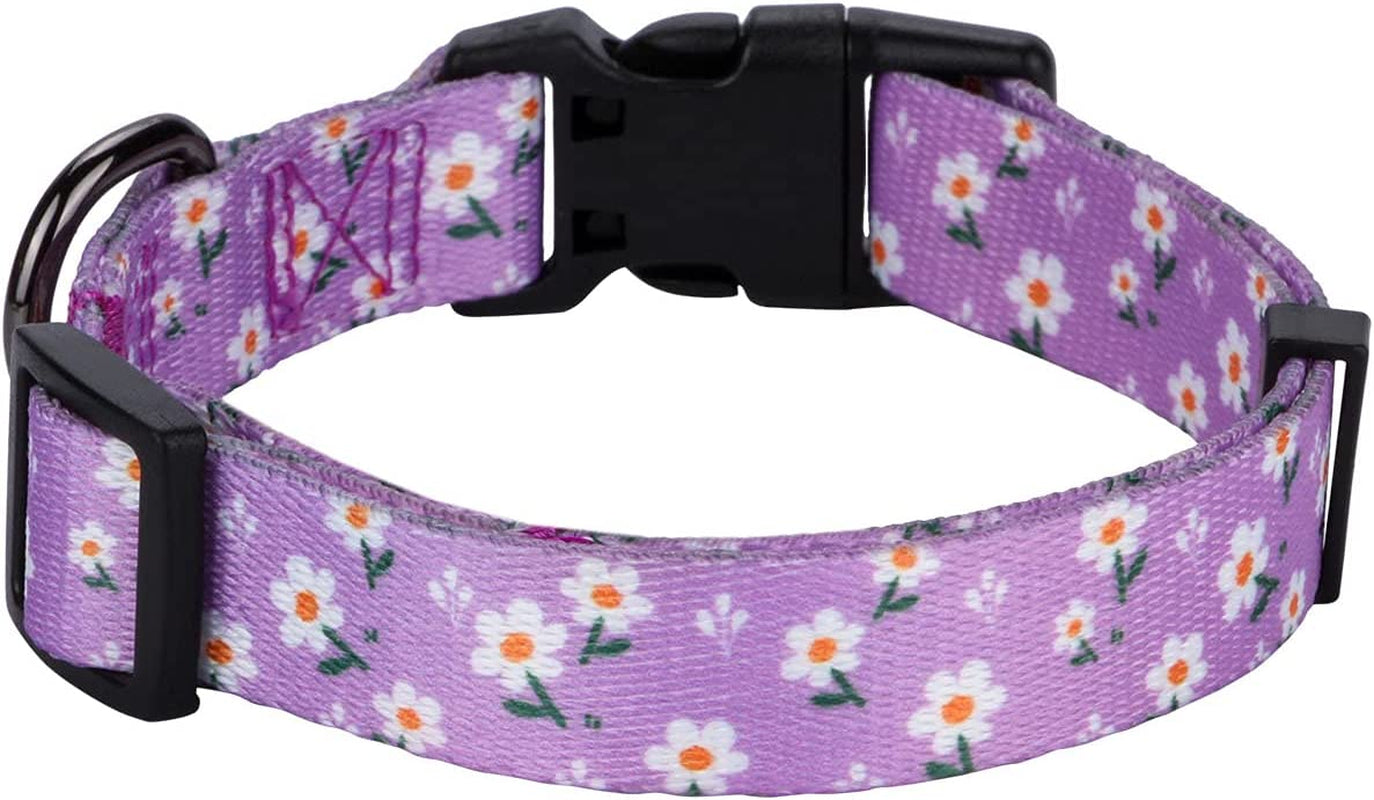 Floral Daisy Dog Collar for Small Dogs in Purple